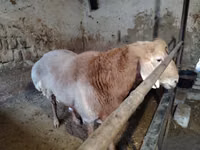แกะตัวผู้, Arashan sheep — รูปภาพ 1