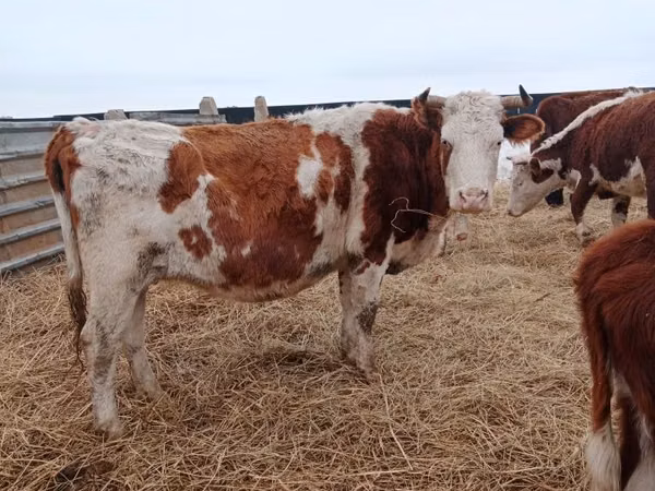 雌牛, Simmental cattle — カザフスタン