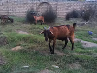 Cabra, Cabras — foto 4