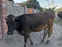 Bull, Swiss cattle — photo 4