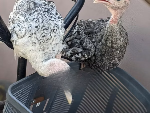 Turkeys — Танзания