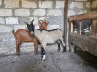 숫염소, Nubian Goat — 사진 5