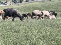 Πρόβατο, Πρόβατα — φωτογραφία 5
