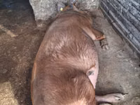 Säue, Schweine — Foto 1