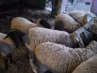 گوسفند (گروه، جنسیت مشخص نشده), Suffolk sheep — عکس 4