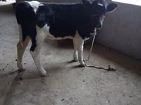Lo’, Russian Black pied cattle — sawirka 1