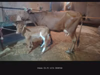Mucca, Bovini — foto 1