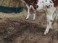 Үнээ, Simmental cattle — 4 зураг