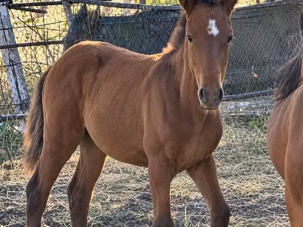 Horse (M), Kazakh horse — Kazakhstan