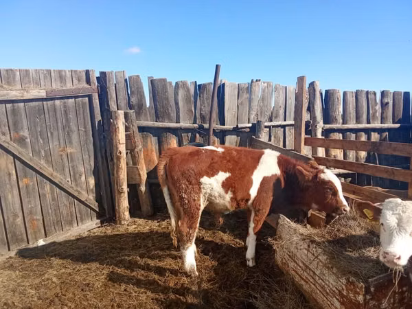 सांड, Simmental cattle — कज़ाखस्तान