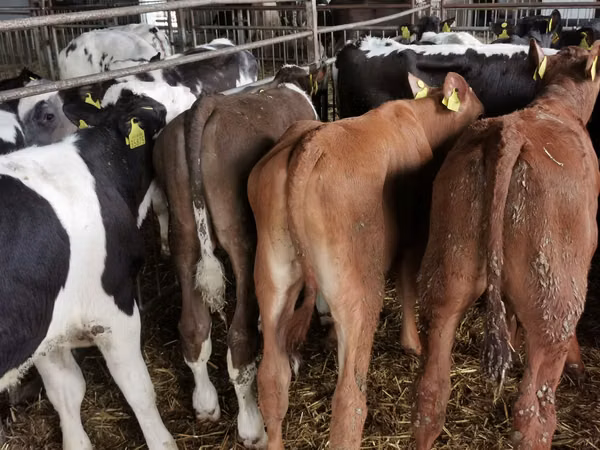 Toro, Simmental cattle