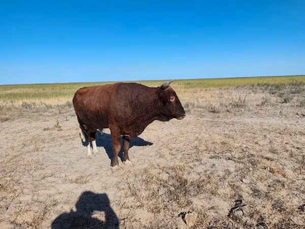 Bull, Cattle — Kazakhstan
