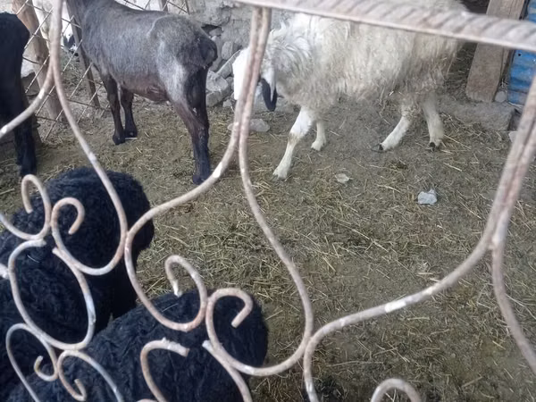Ovce, Ovce — Uzbekistán