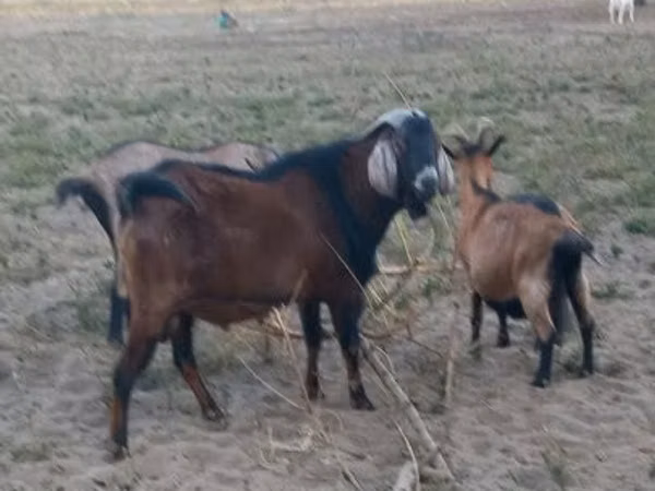 Jarac, Nubian Goat