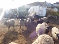 میش, Romanov sheep — عکس 5