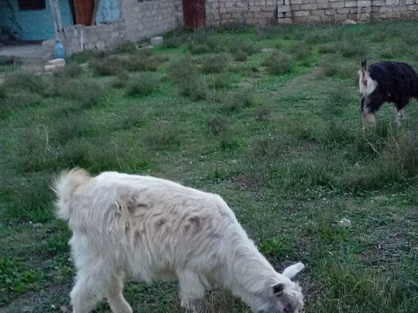 Cabro, Alpine goat