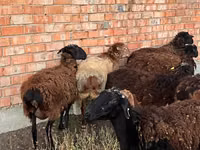 Ram, Sheep — photo 2