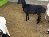 Ram, Sheep — photo 3