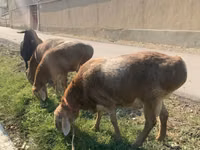 भेड़ें (लॉट, लिंग निर्दिष्ट नहीं), Arashan sheep — फ़ोटो 2