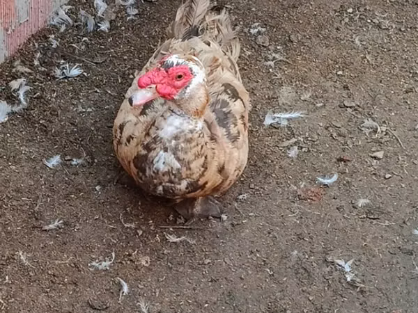 Domestic Muscovy — Azerbaijan