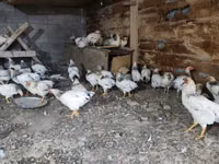Chickens — sawirka 3