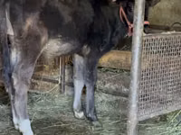 Bull, Alatau breed — photo 8