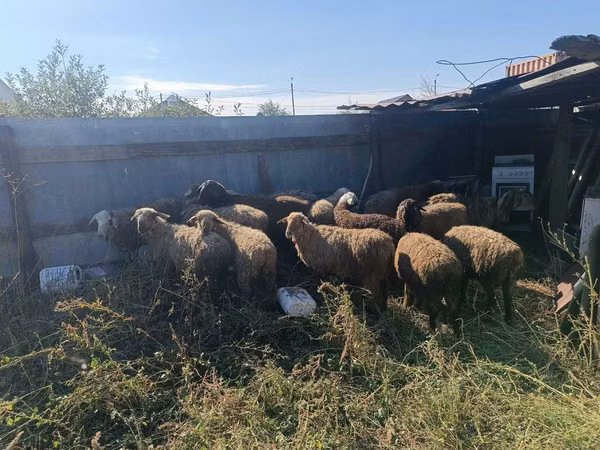 Sheep, Sheep — Kazakhstan