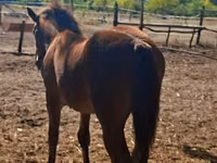 Mare, Haflinger — photo 3