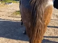 Kuda betina, Horses — foto 5
