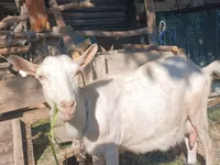 Goat, Saanen goat — photo 3