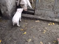 หมูป่าตัวผู้ — รูปภาพ 2