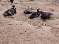 Ducks — foto 2