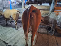Cow, Swiss cattle — photo 5