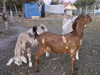 Goat, Nubian Goat — photo 2