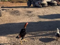 Chickens — photo 4