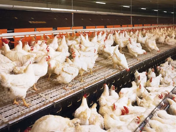 Premixuri pentru animale şi păsări
