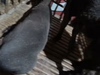 قوچ, Hissar sheep — عکس 3