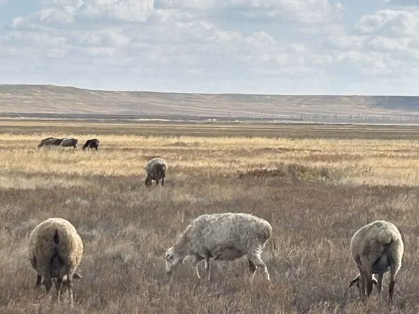 Sheep, Sheep — Kazakhstan