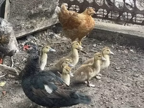 Ducks