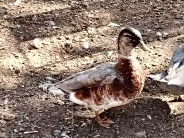 Ducks