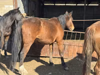பெண் குதிரை, Kyrgyz Horse — புகைப்படம் 5