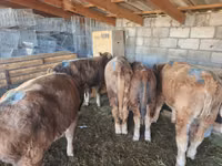 ወንድ በሬ, Simmental cattle — ፎቶ 4