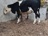 Toro, Mucca kazaka a testa bianca — foto 4