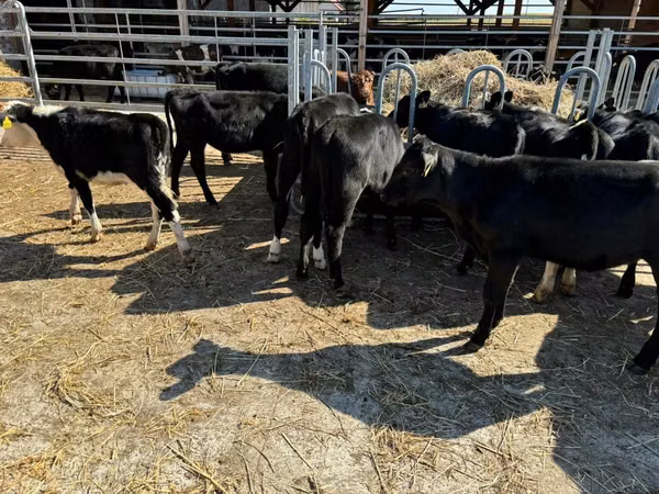 Mucca, Aberdeen Angus