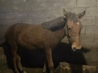 Kuda betina, Horses — foto 2