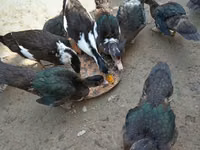 Ducks — foto 2