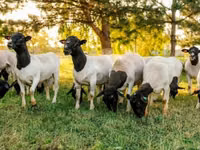 Ovan, Dorper sheep — fotografija 4