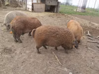 Pigs (batch, sex not specified) — photo 3
