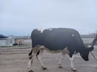 母牛, Russian Black pied cattle — 照片 1
