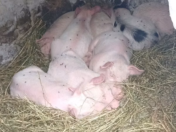 Boar, Pigs — Moldova